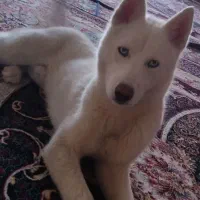 گمشده‌5ماه‌پیش