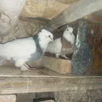 طوقی سبز ساده