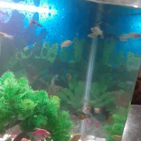 اکفاریم ماهی ها با 20عدد ماهی کپی. مولی .زبره|ماهی|ارومیه, |دیوار