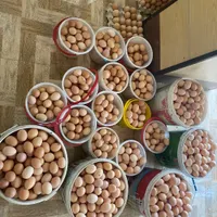 تخم مرغ محلی