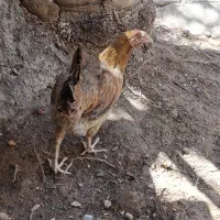 مرغ خروس عربی