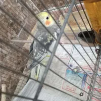 عروس هلندی|پرنده|تهران, بیسیم|دیوار