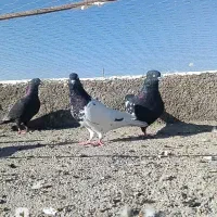 دوستان کبوترهای توی فیلم دیشب گربه زده همه گم شدن|حیوانات|تربت جام, معدآباد|دیوار