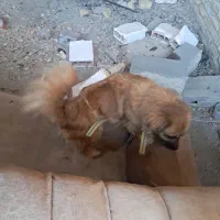 واگذار سگ پاکوتاه|حیوانات|پاکدشت, پاکدشت (مامازند)|دیوار