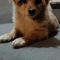 سگ نژاد پامر اشپیتز  نر ۴ماهشه  برا قیمت پیام بدید|سگ|کرج, کیانمهر|دیوار