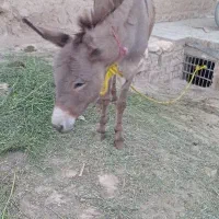 فروشی الاغ ماده جوان