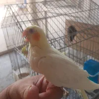 جوجه عروس هلندی