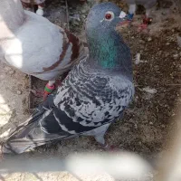 کبوتر