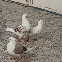 یه جفت کفتر