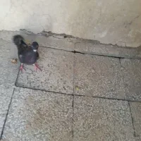 کبوتر چاپی|پرنده|کرباسک, |دیوار