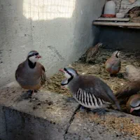 بلدرچین کوهی|پرنده|صوفیان, |دیوار