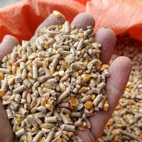 خوراک دام و دان طیور