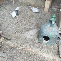 کفتر تهرانی|پرنده|قرچک, شهرک گلها|دیوار