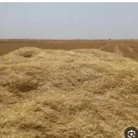 کاه گندم