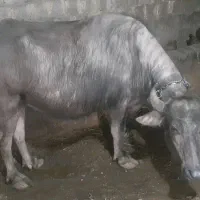 گاو|حیوانات مزرعه|خوی, |دیوار