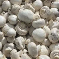پخش قارچ به نرخ در کارخانه