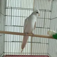 عروس هلندی البینو نر