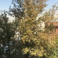 تجاری ۳۰۰ متر بین جلال و فاطمی