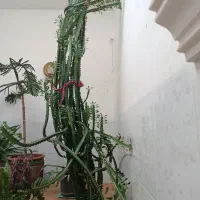 کاکتوس افروبیا