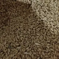 گندم