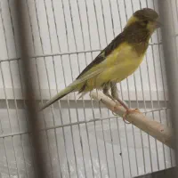 قناری ماده|پرنده|نسیم‌شهر, |دیوار