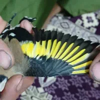 سهره|پرنده|فردیس, ثابتی|دیوار
