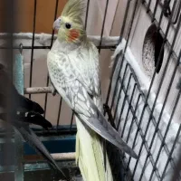 عروس هلندی نر یک ساله