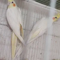 عروس هلندی کینگ درشت