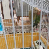 یک جفت طوطی برزیلی