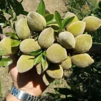 سود میلیاردی با کاشت نهال بادام