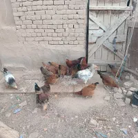 مرغ و خروس|حیوانات مزرعه|اسفرورین, |دیوار