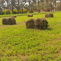 فروش  یونجه پرس شده رودخانه کیلویی ۲۰هزار تومان