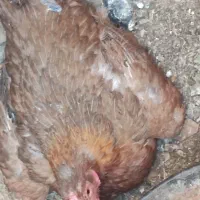 مرغ کورچ