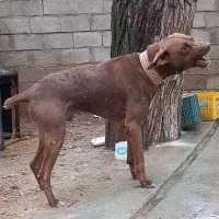 دوبرمن نر بلوطی ۱۰ماه ادمی