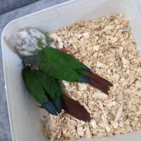 جوجه گیرینچیک