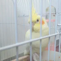 عروس هلندی اهلی