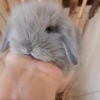 خرگوش لوپ مینیاتوری|موش و خرگوش|مشهد, فلسطین|دیوار