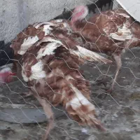 بوقلمون سالم وسرحال .محلی