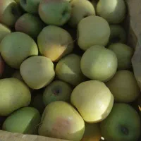 سیب مراغه|عمدهفروشی|سراجو, |دیوار