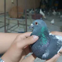 کبوتر پلاکی