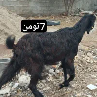 بز و کهره و نری