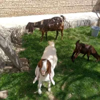 فروش بز پاکستانی