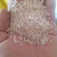برنج عمبر بو