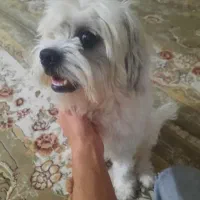 سگ گمشده در سرطاف