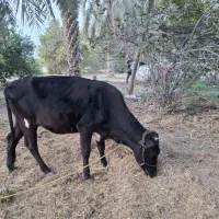 فروش ۳ راس گاو ماده