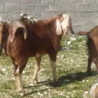 چند کهره نر در جم|حیوانات مزرعه|جم, |دیوار