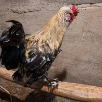 خروس زینتی و کاربردی سالم و همه چی تمام