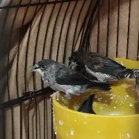 ۲ عدد فنچ بنگالی