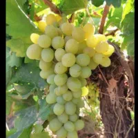 باغ انگور( قزوین)