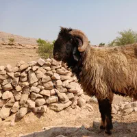 نرمیش ترکی